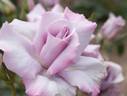 Blue Chateau rose photo