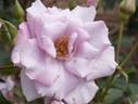 Blue Chateau rose photo