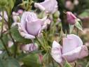 Blue Chateau rose photo