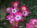 Azumino rose photo