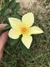 Lemon Zen rose photo