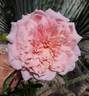 Pink Powderpuff rose photo