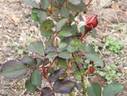 Lake Kayoichou rose photo