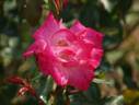 Vie en Rose rose photo