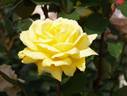 Rose Yokohama rose photo