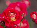 Trinity rose photo