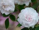 Rose d'Hivers rose photo