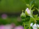 Rose d'Hivers rose photo