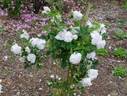 Rose d'Hivers rose photo