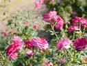 Blue Ovation rose photo