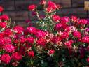 Red Drift ® rose photo