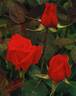 Rebell rose photo