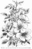 <i>Rosa moschata</i> var. <i>nastarana</i> - in commerce as rose photo