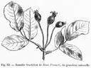 <i>Rosa moschata</i> var. <i>nastarana</i> - in commerce as rose photo