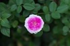Nymphe Tepla rose photo