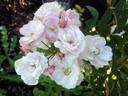 Ole rose photo