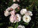 Ole rose photo