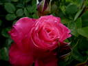 Senteur Royale ® rose photo