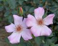 Little Bess rose photo