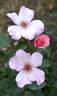 Little Bess rose photo