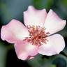 Little Bess rose photo