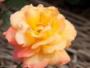 Park Royal rose photo