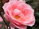 Dearest rose photo