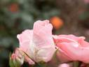 Dearest rose photo