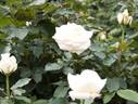 Racy Lady rose photo