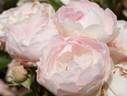 Margo's Sister rose photo
