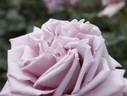 Intermezzo rose photo