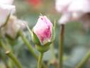 Intermezzo rose photo