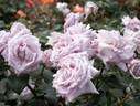 Intermezzo rose photo