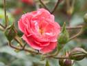 Jiminy Cricket rose photo