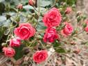 Jiminy Cricket rose photo