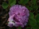 Umbra rose photo