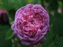 Umbra rose photo