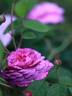 Umbra rose photo