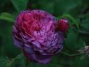 Umbra rose photo