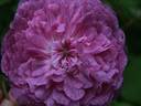 Umbra rose photo