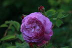 Umbra rose photo