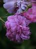 Umbra rose photo