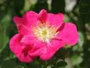 Lucy Ashton rose photo