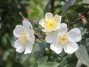 Louis Riel rose photo