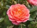Orange Twist rose photo