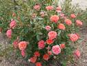 Orange Twist rose photo