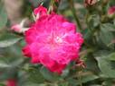 Red Germain rose photo