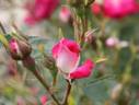 Red Germain rose photo