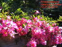 Fil des Saisons rose photo