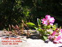 Fil des Saisons rose photo